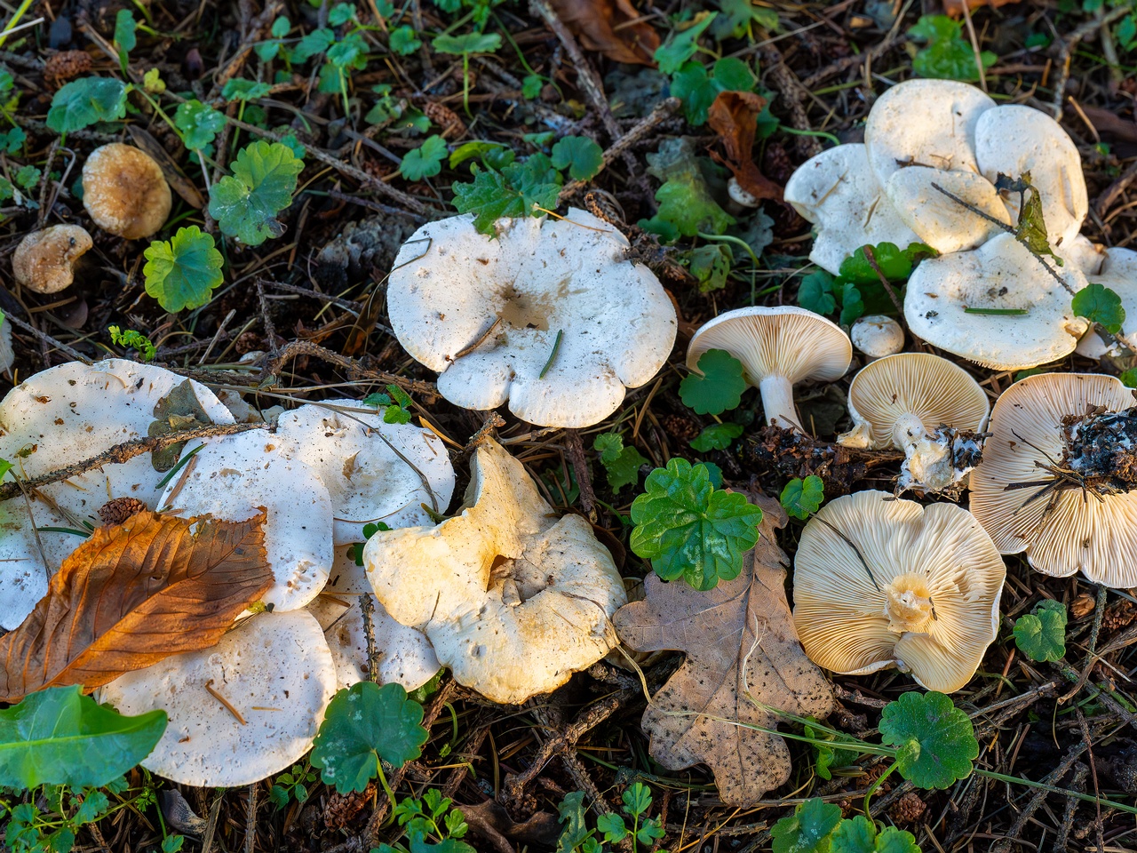 Clitocybe phyllophila _2025-11-23_1-15