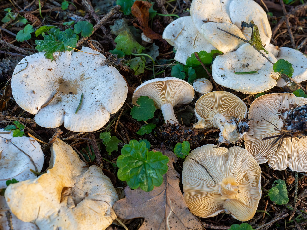 Clitocybe phyllophila _2025-11-23_1-17