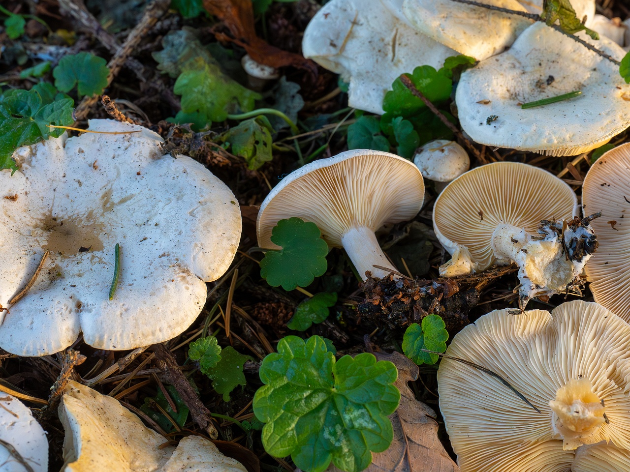 Clitocybe phyllophila _2025-11-23_1-2