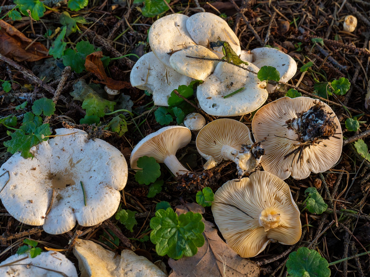 Clitocybe phyllophila _2025-11-23_1-4