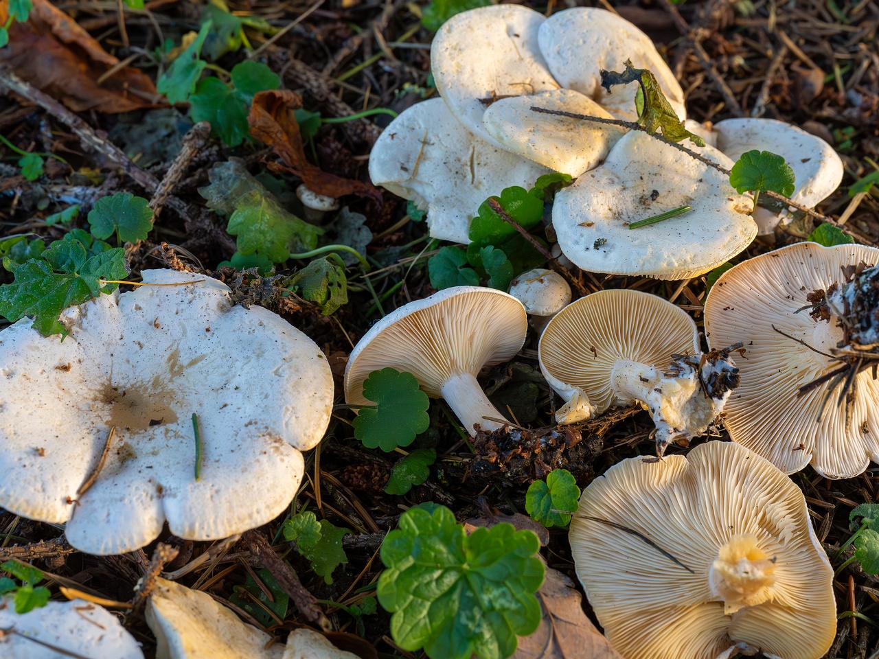 Clitocybe phyllophila _2025-11-23_1-6
