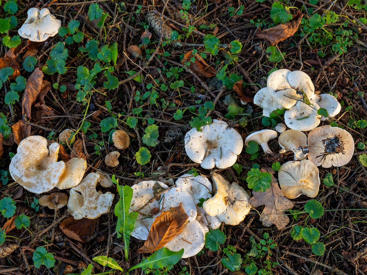 Clitocybe phyllophila _2025-11-23_1-7