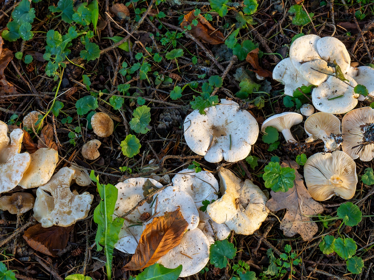 Clitocybe phyllophila _2025-11-23_1-8