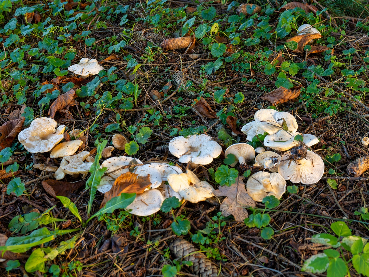 Clitocybe phyllophila _2025-11-23_1-9
