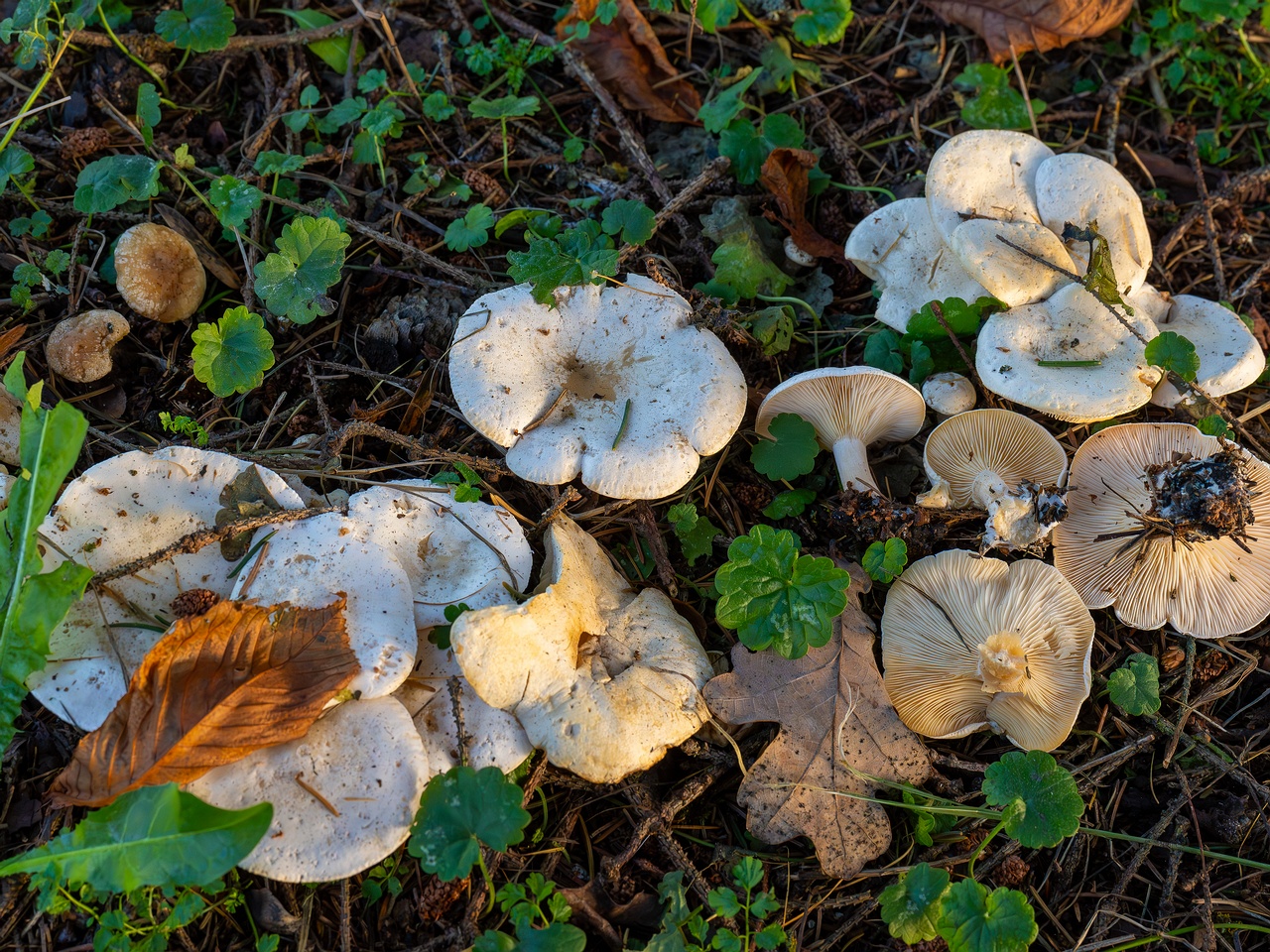 Clitocybe phyllophila _2025-11-23_1