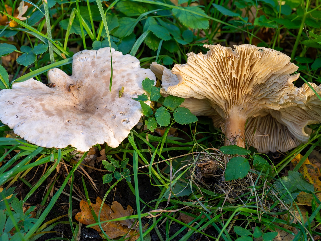 Infundibulicybe geotropa _2025-10-11_1-2