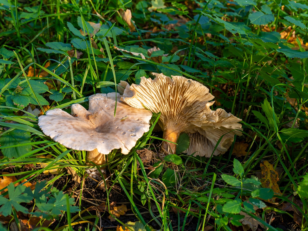 Infundibulicybe geotropa _2025-10-11_1-6