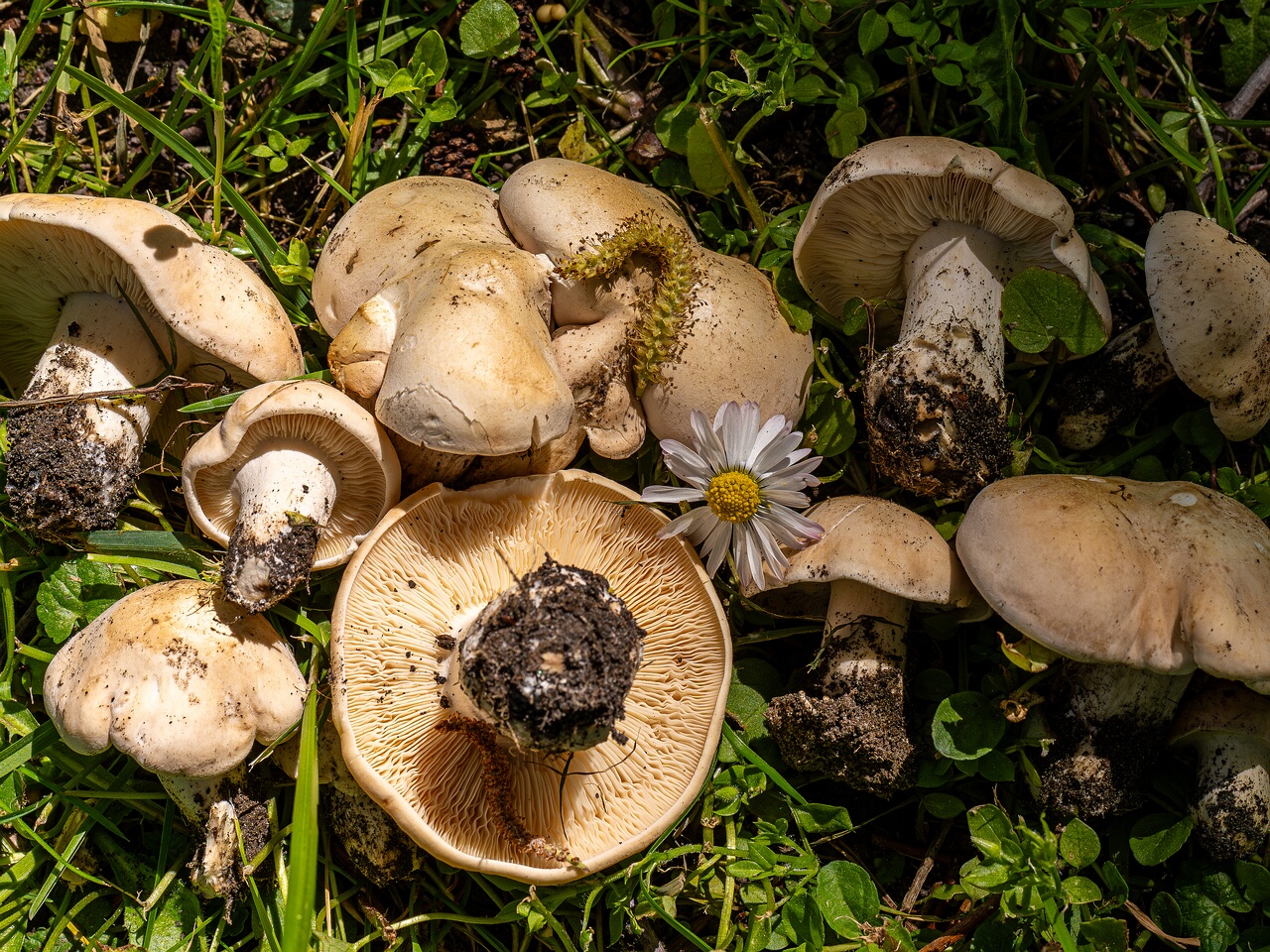 !!Calocybe gambosa _2026-05-30_1-7