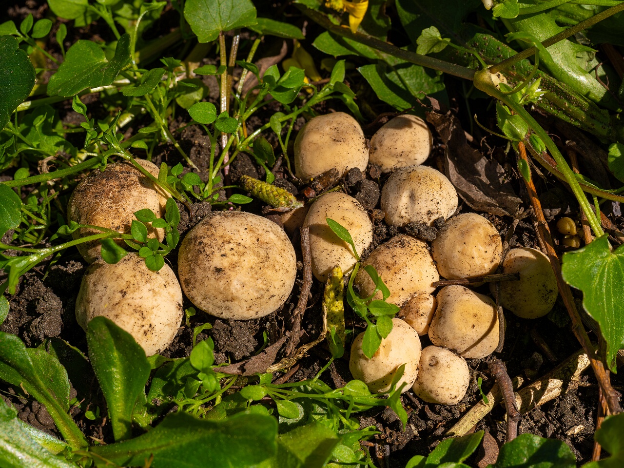 Calocybe gambosa _2025-05-19_1-1