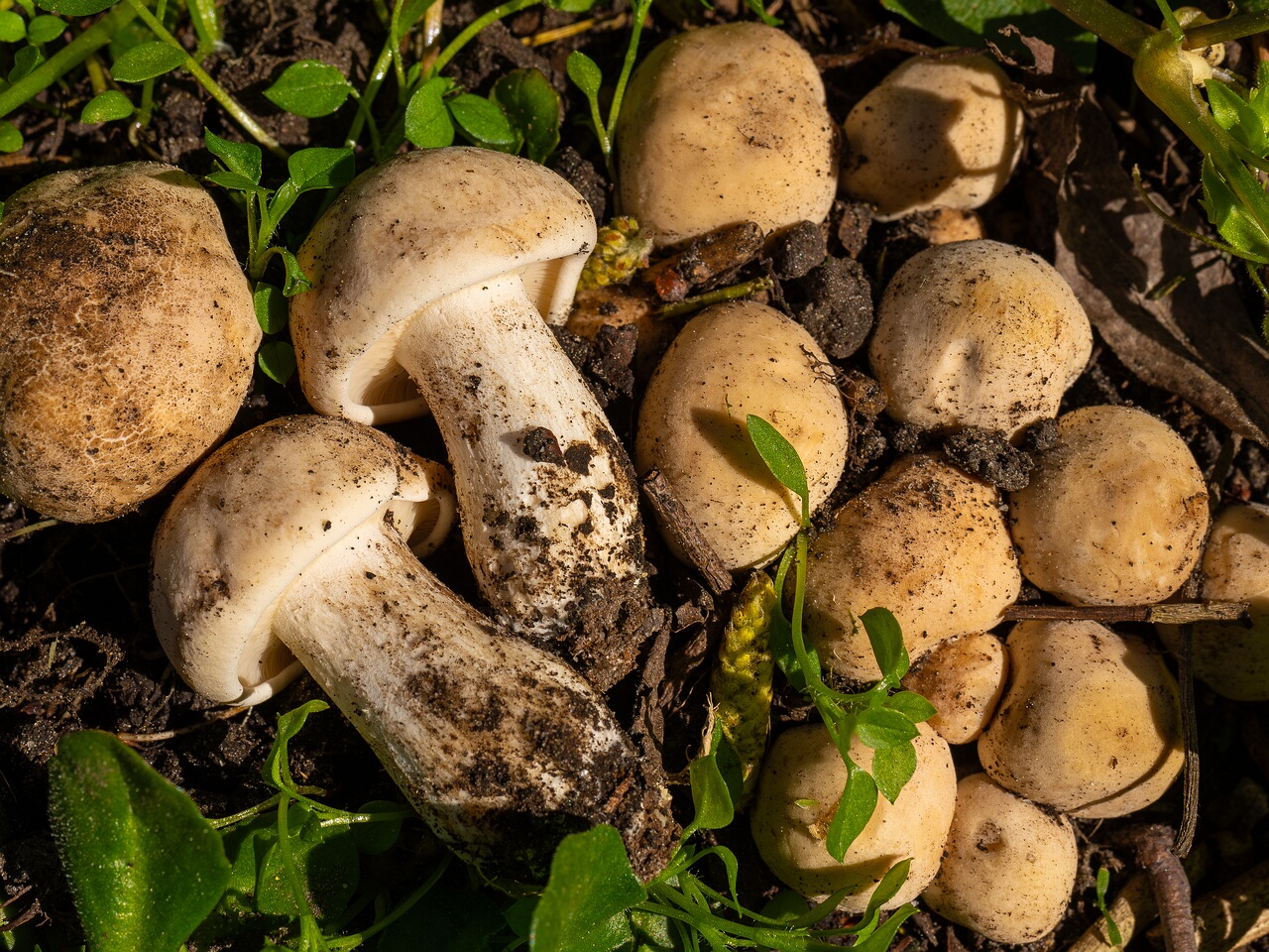 Calocybe gambosa _2025-05-19_1-11