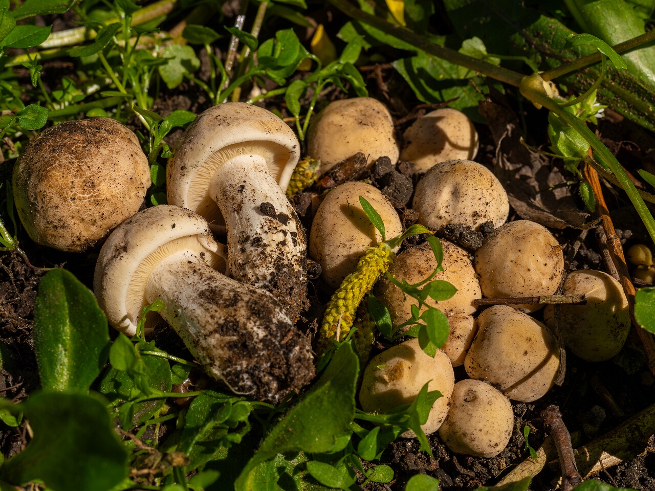 Calocybe gambosa _2025-05-19_1-13