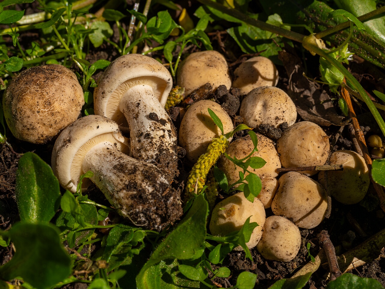 Calocybe gambosa _2025-05-19_1-14