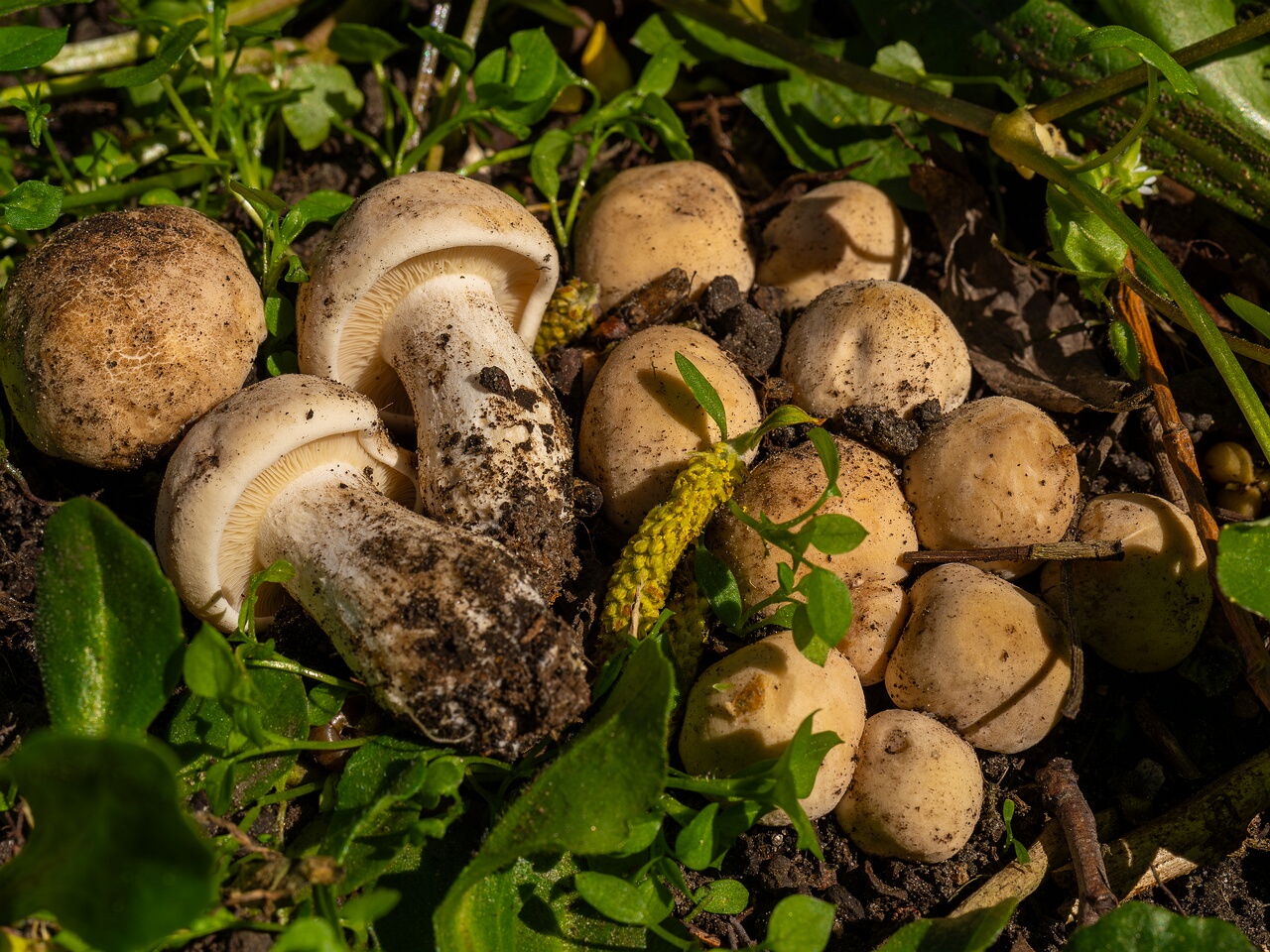 Calocybe gambosa _2025-05-19_1-15