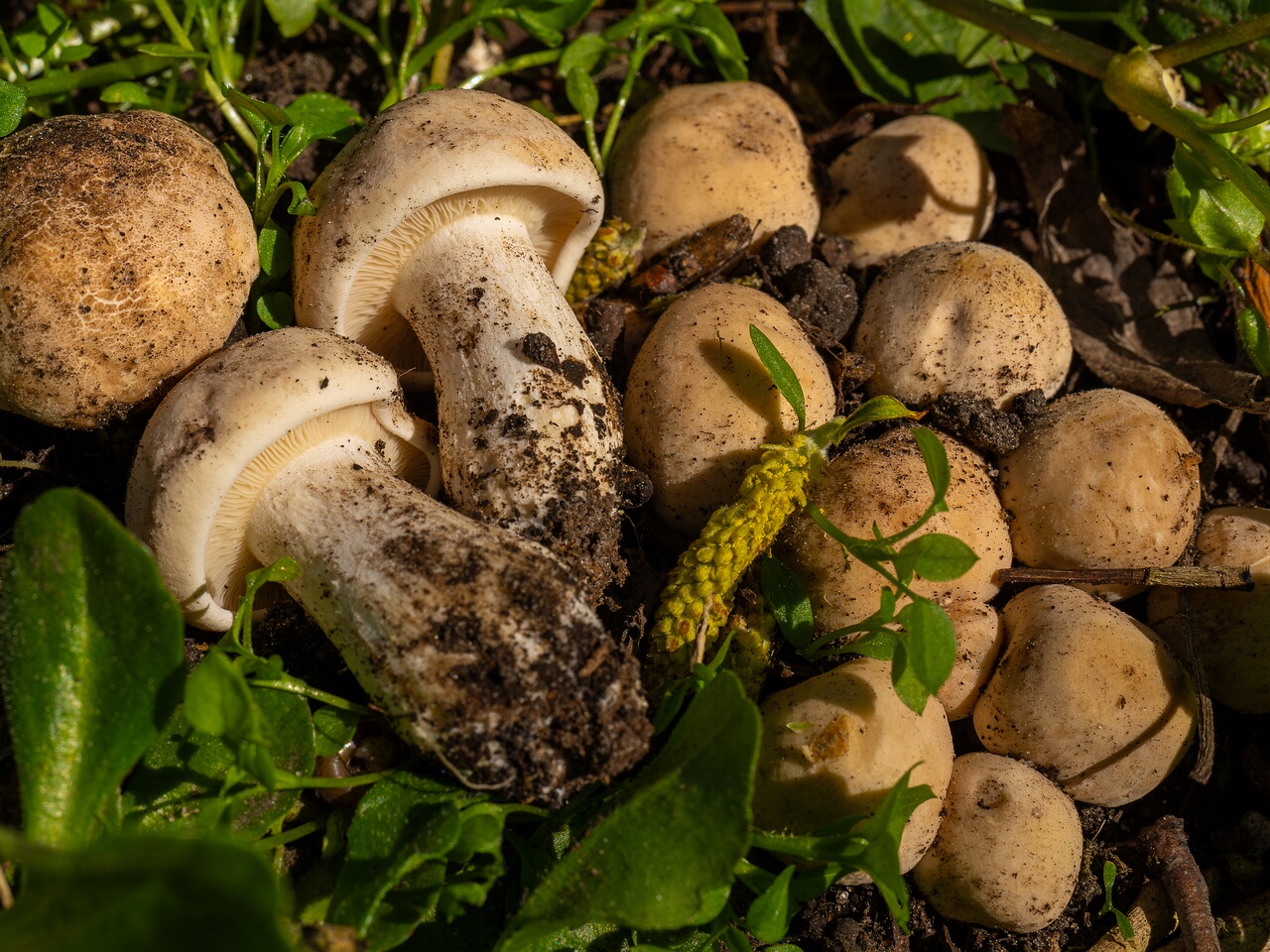 Calocybe gambosa _2025-05-19_1-16