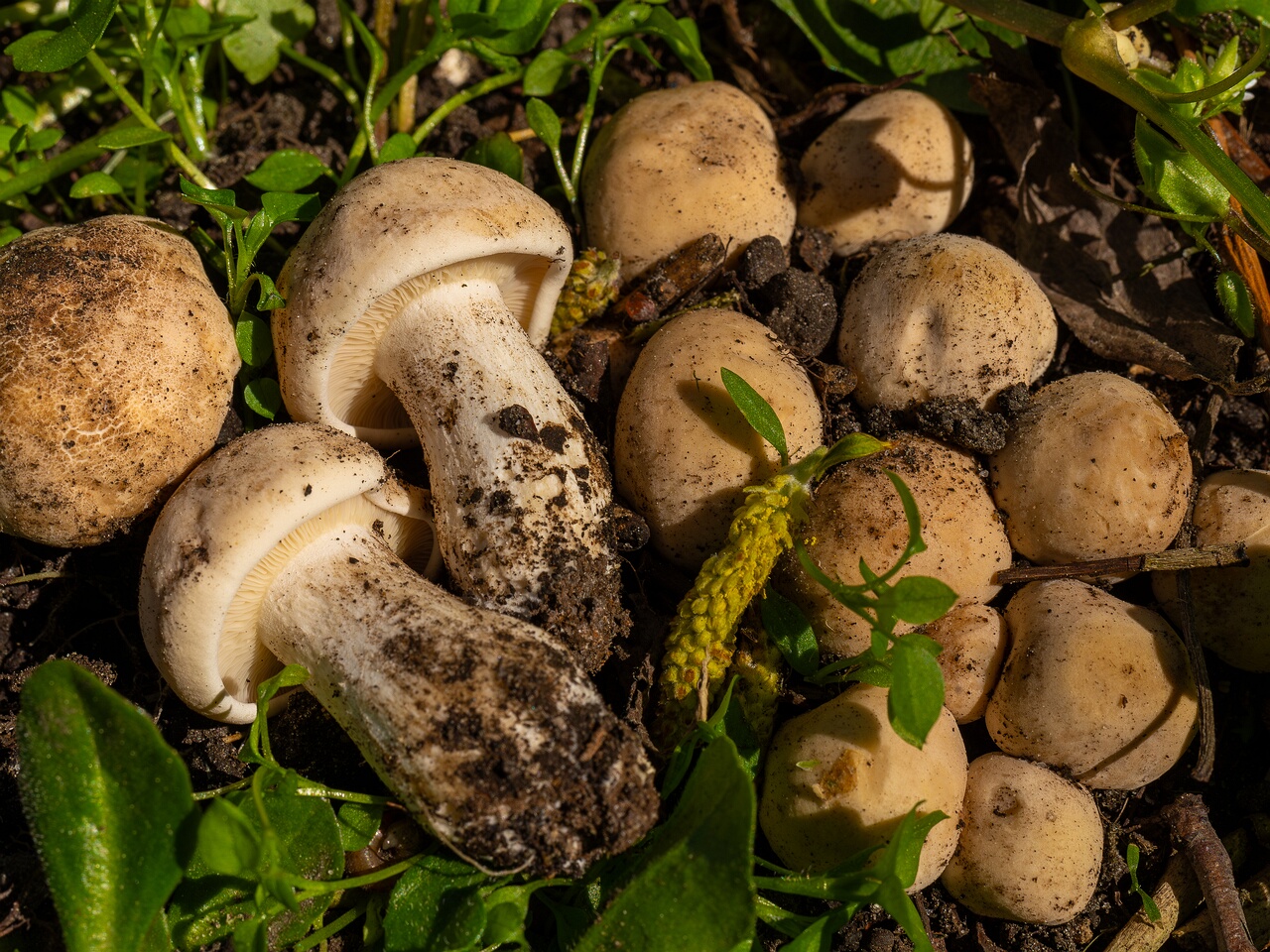 Calocybe gambosa _2025-05-19_1-17