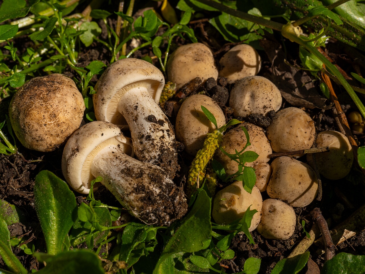 Calocybe gambosa _2025-05-19_1-18