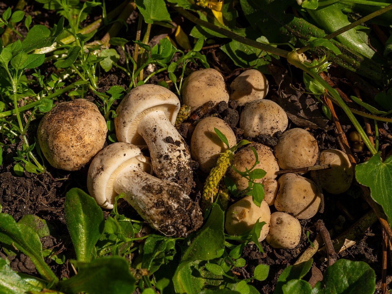 Calocybe gambosa _2025-05-19_1-19