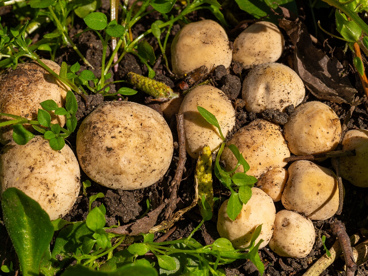 Calocybe gambosa _2025-05-19_1-2