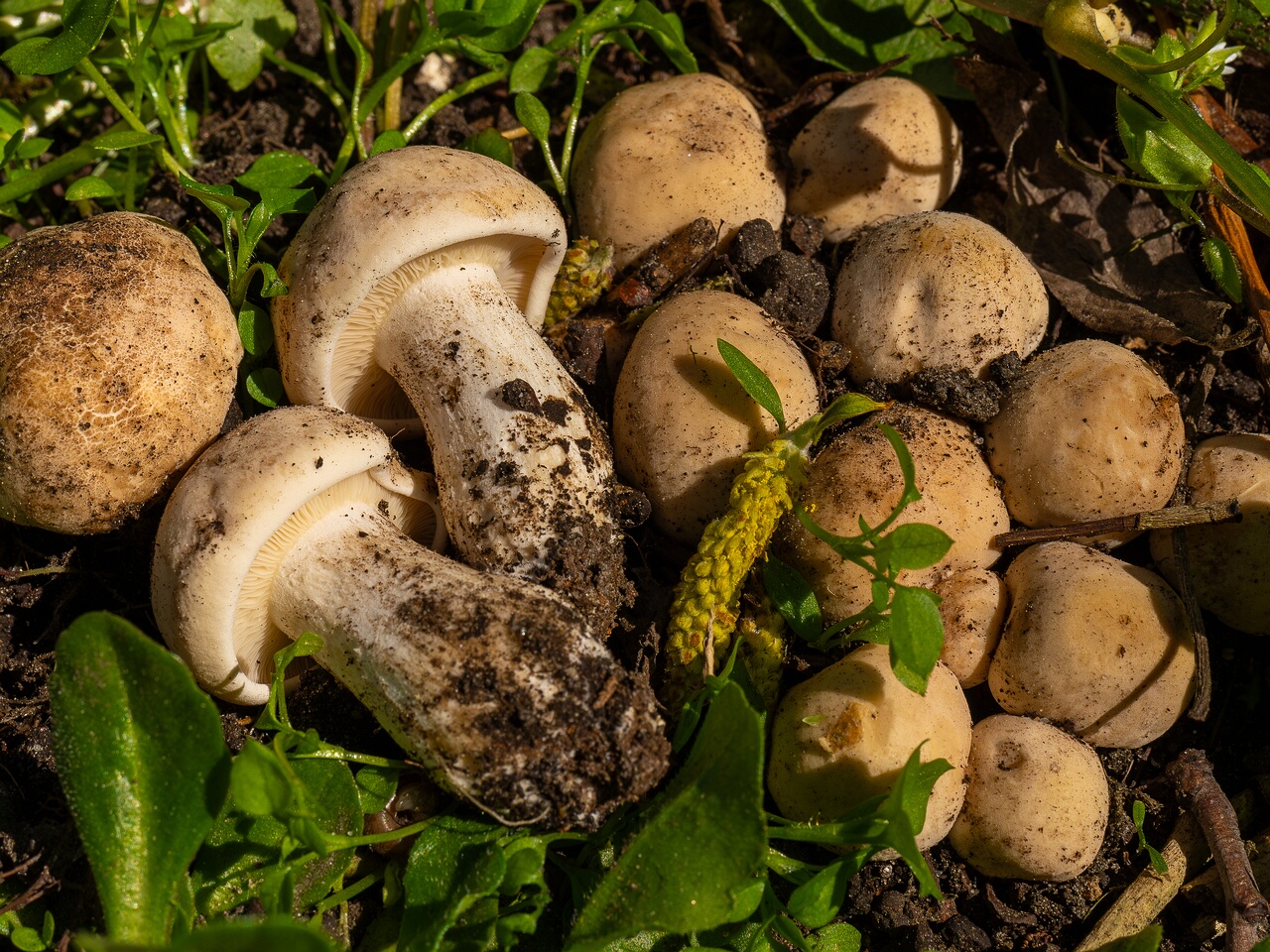 Calocybe gambosa _2025-05-19_1-20