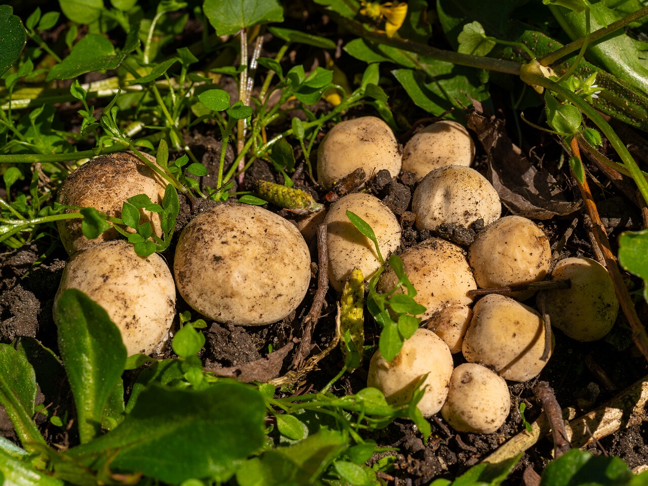 Calocybe gambosa _2025-05-19_1-3