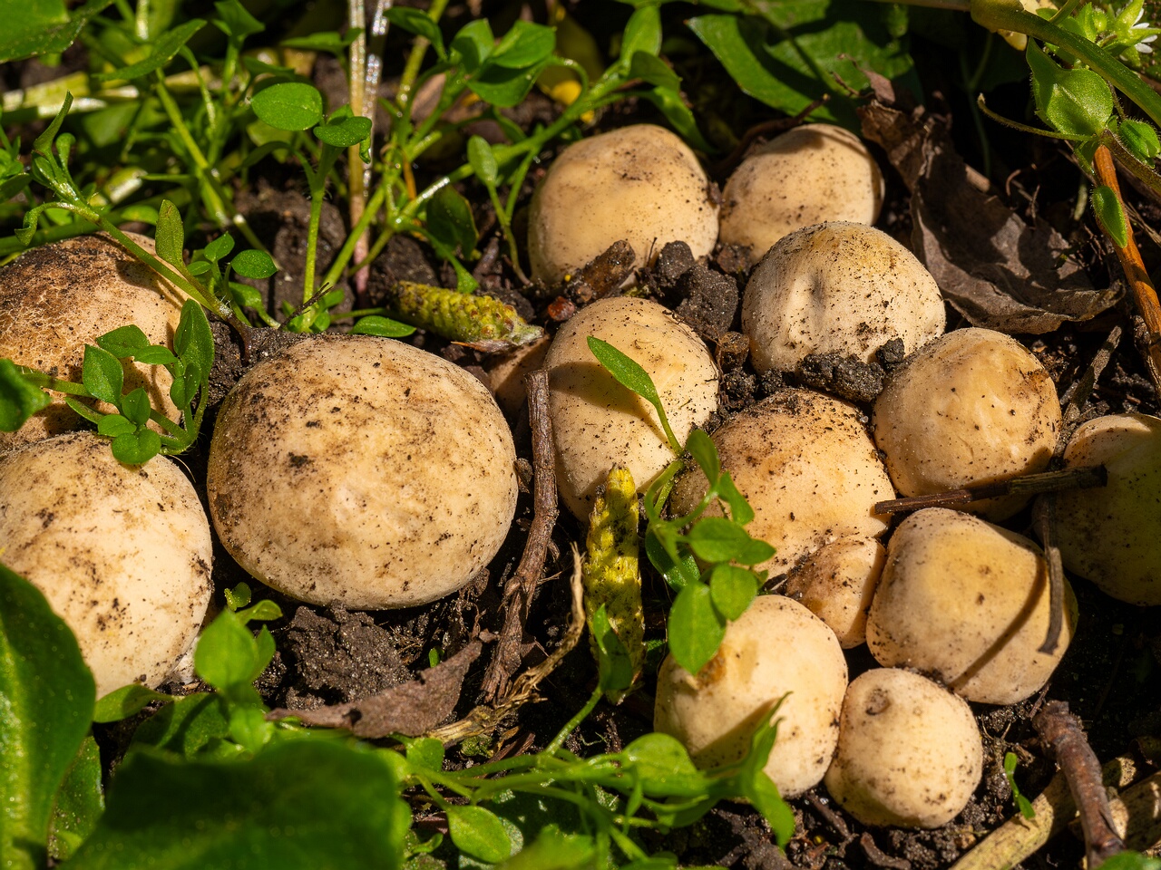 Calocybe gambosa _2025-05-19_1-4