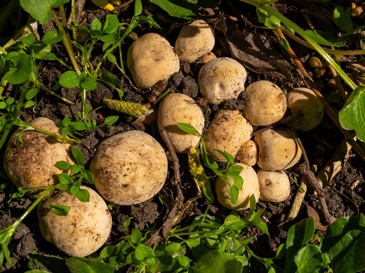 Calocybe gambosa _2025-05-19_1-5