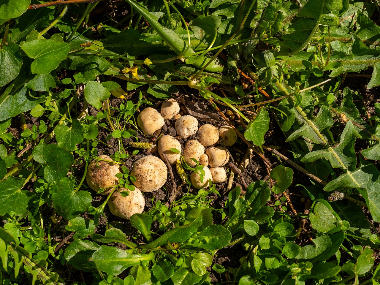 Calocybe gambosa _2025-05-19_1-6