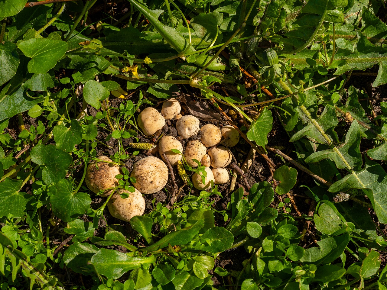 Calocybe gambosa _2025-05-19_1-7