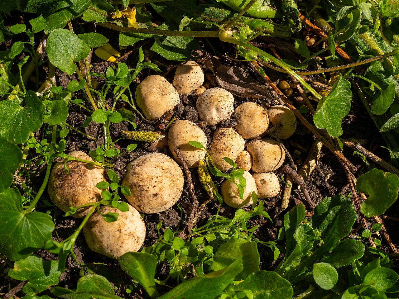 Calocybe gambosa _2025-05-19_1-8