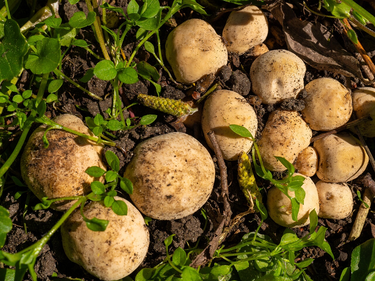 Calocybe gambosa _2025-05-19_1-9