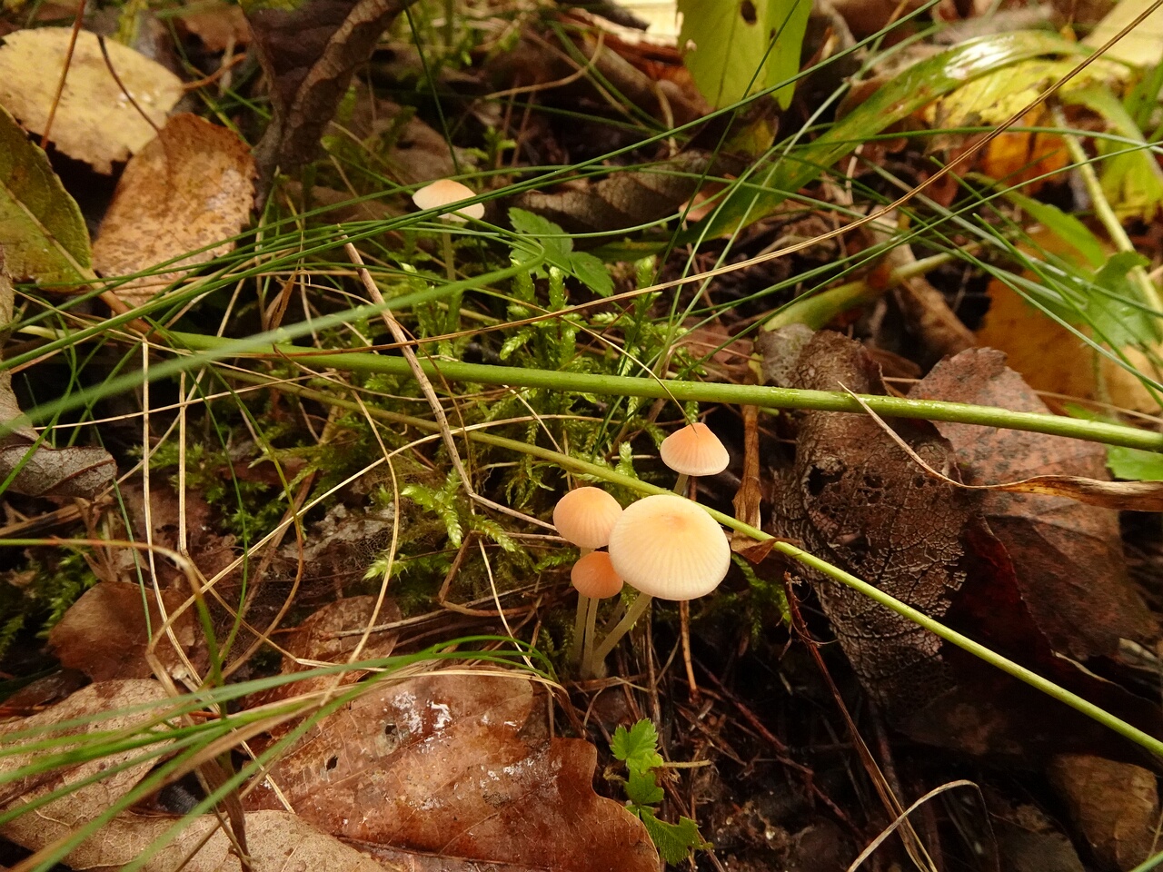 DSC06730