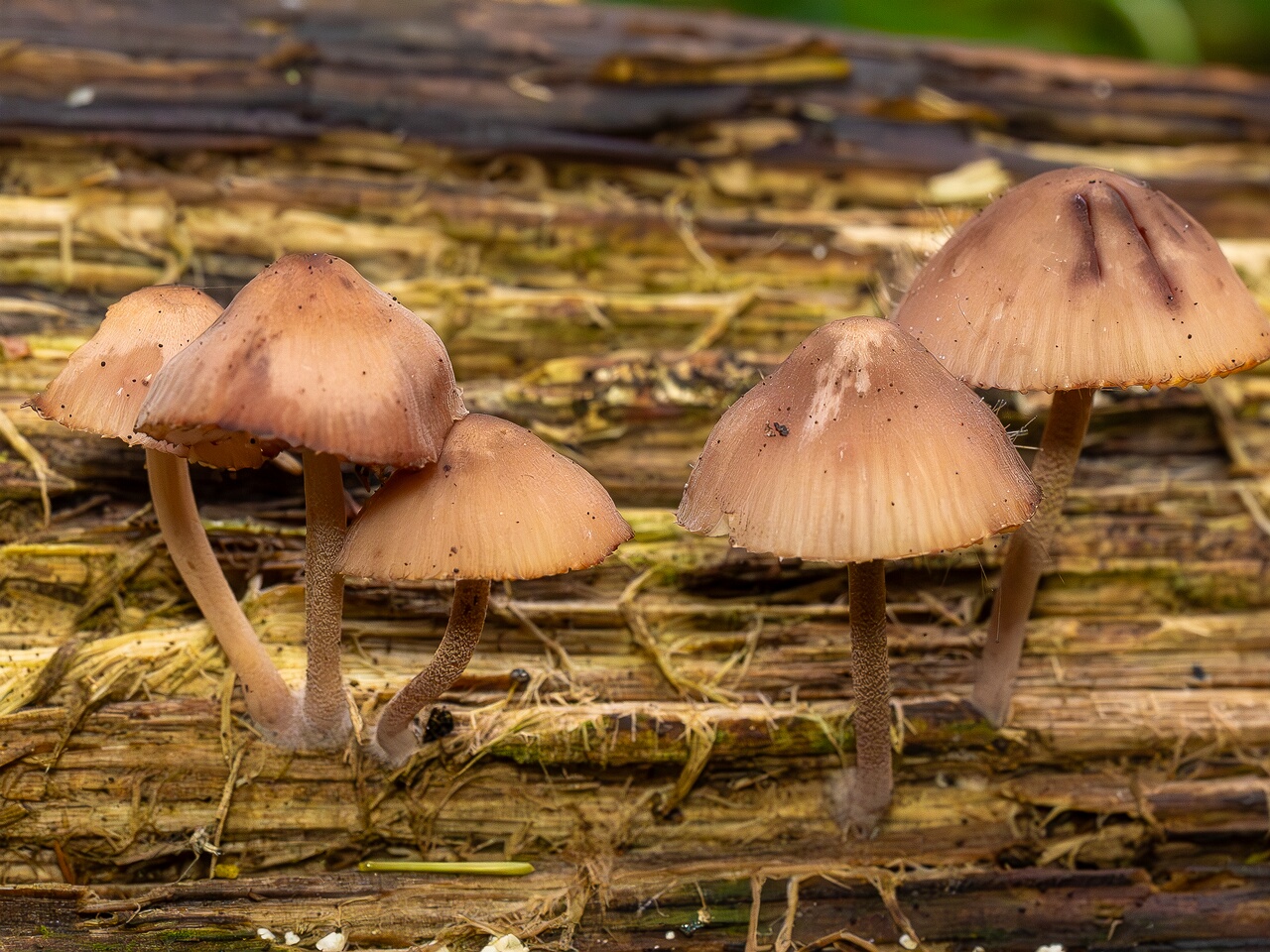Mycena haematopus _2026-07-25_1-1