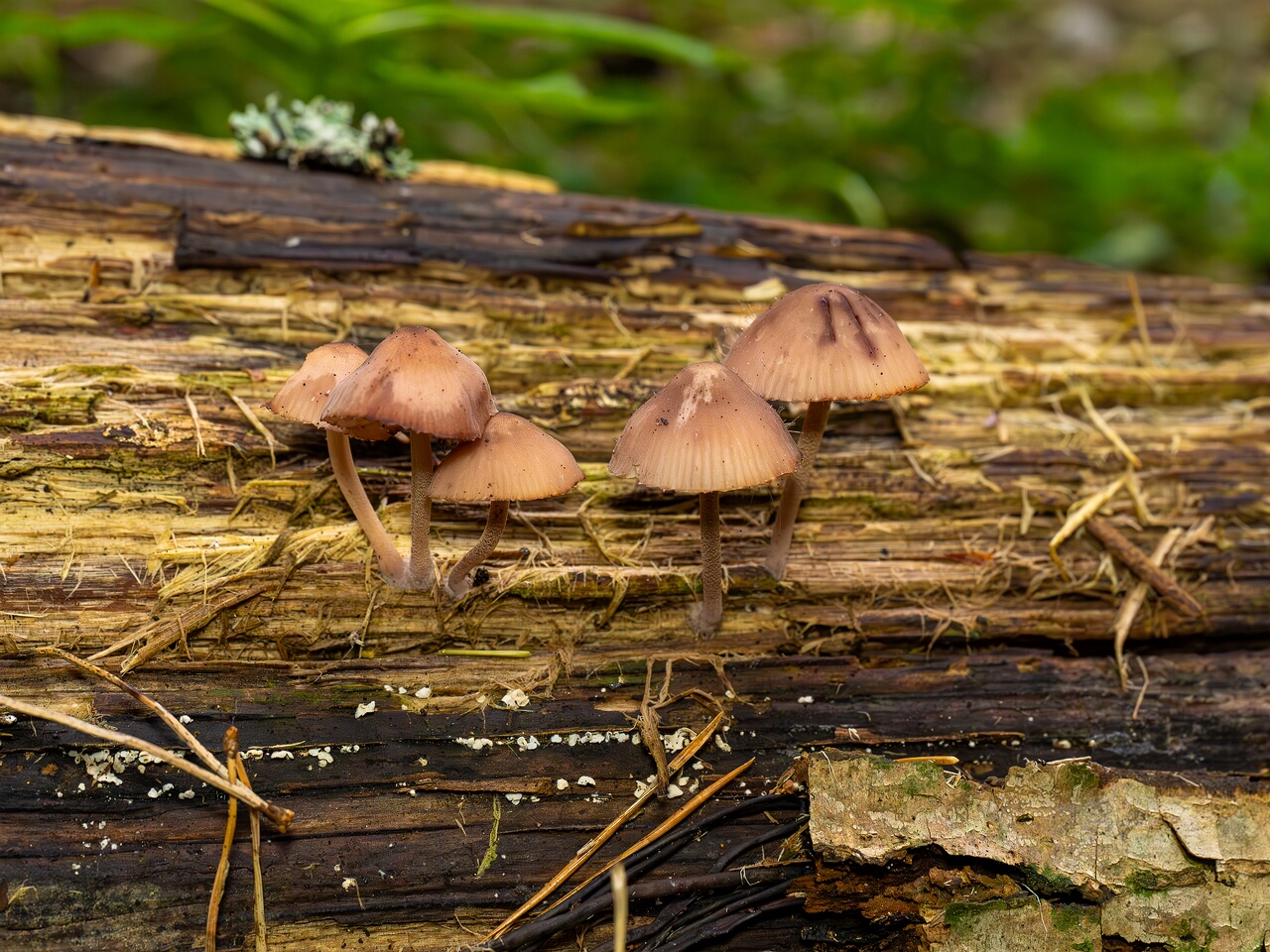 Mycena haematopus _2026-07-25_1-2