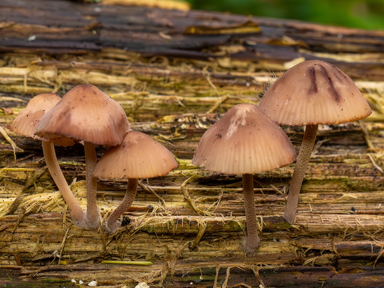Mycena haematopus _2026-07-25_1-3