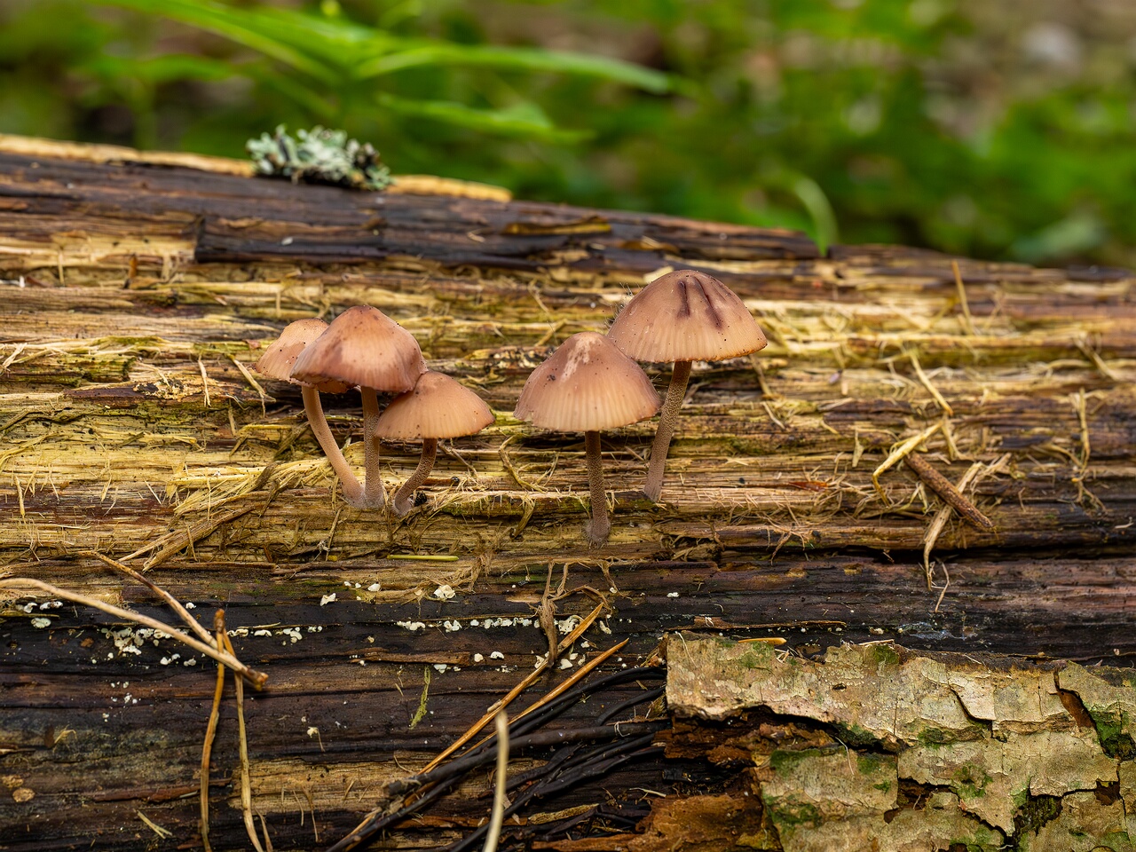 Mycena haematopus _2026-07-25_1-4