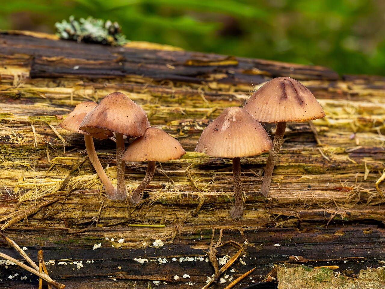 Mycena haematopus _2026-07-25_1