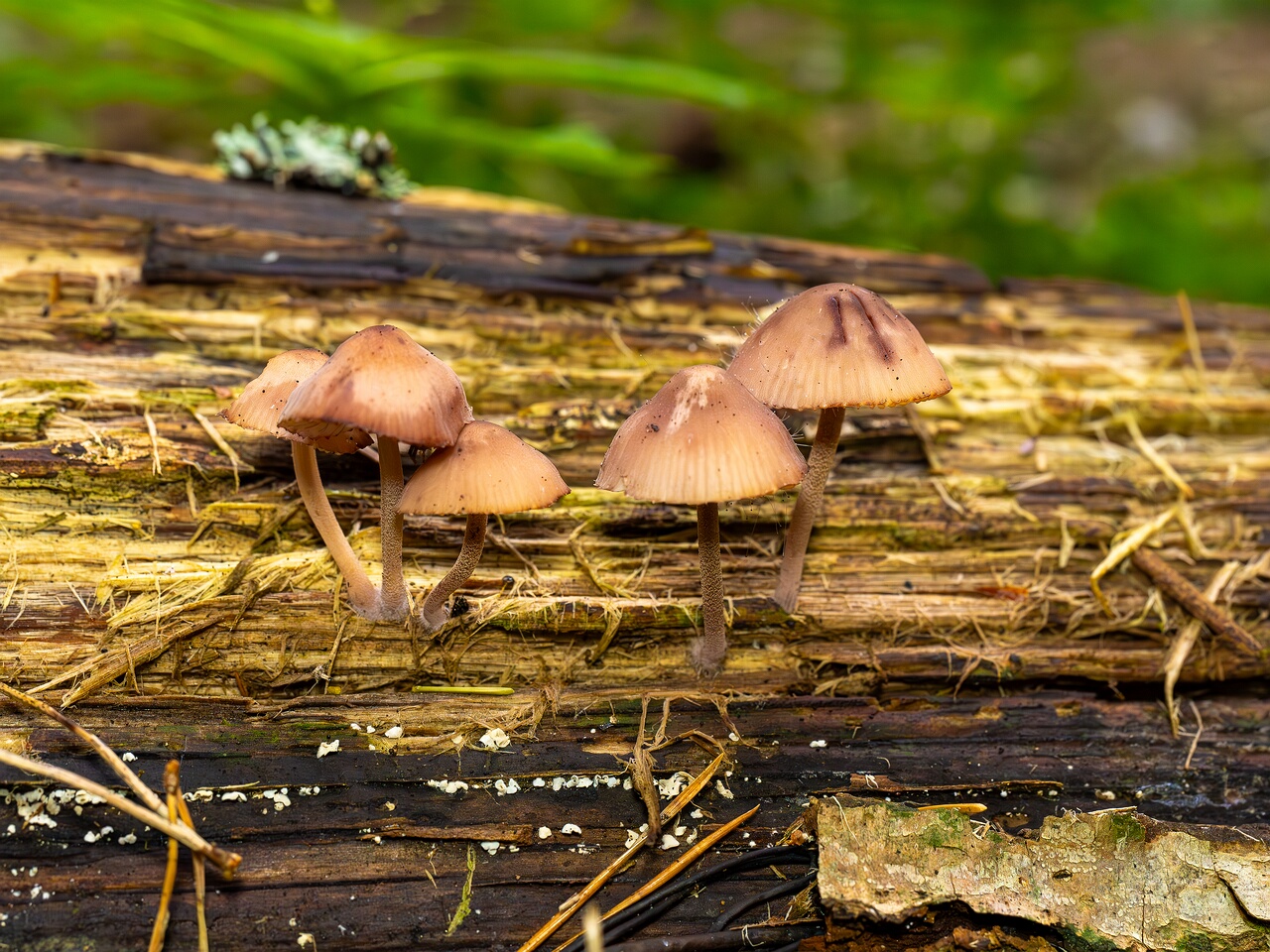 Mycena haematopus _2026-07-25_2-1
