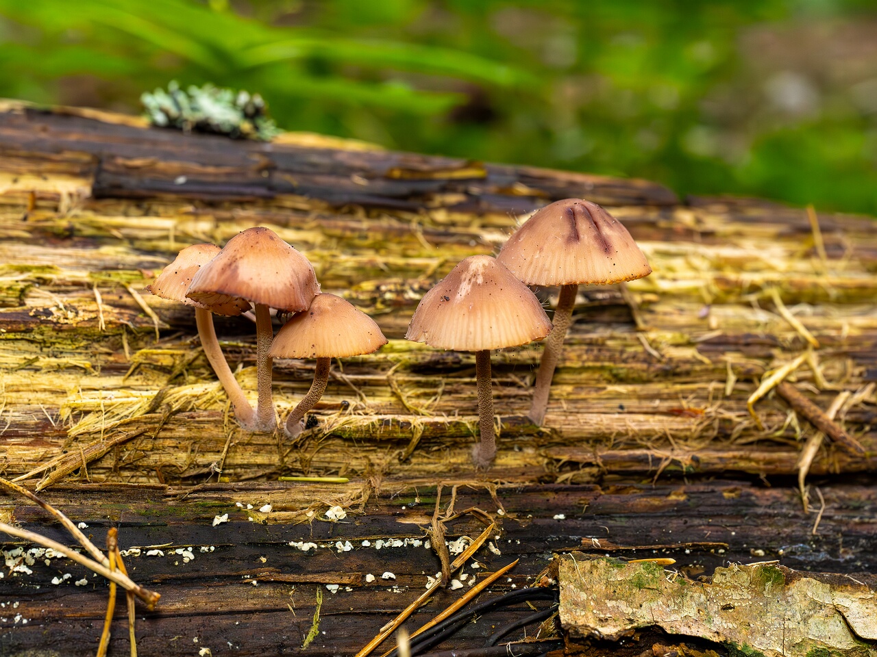 Mycena haematopus _2026-07-25_2-2