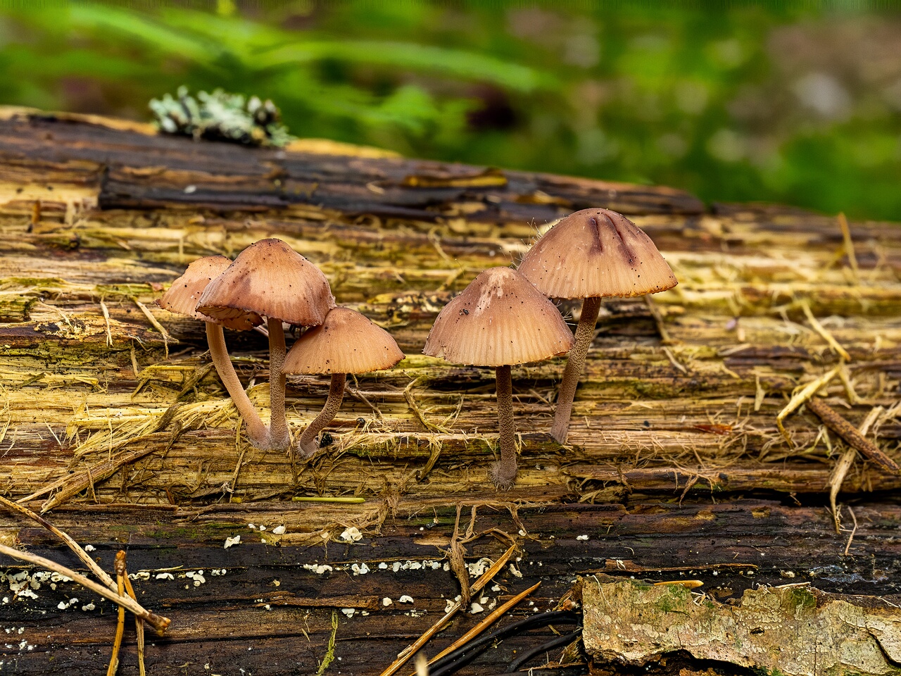 Mycena haematopus _2026-07-25_2