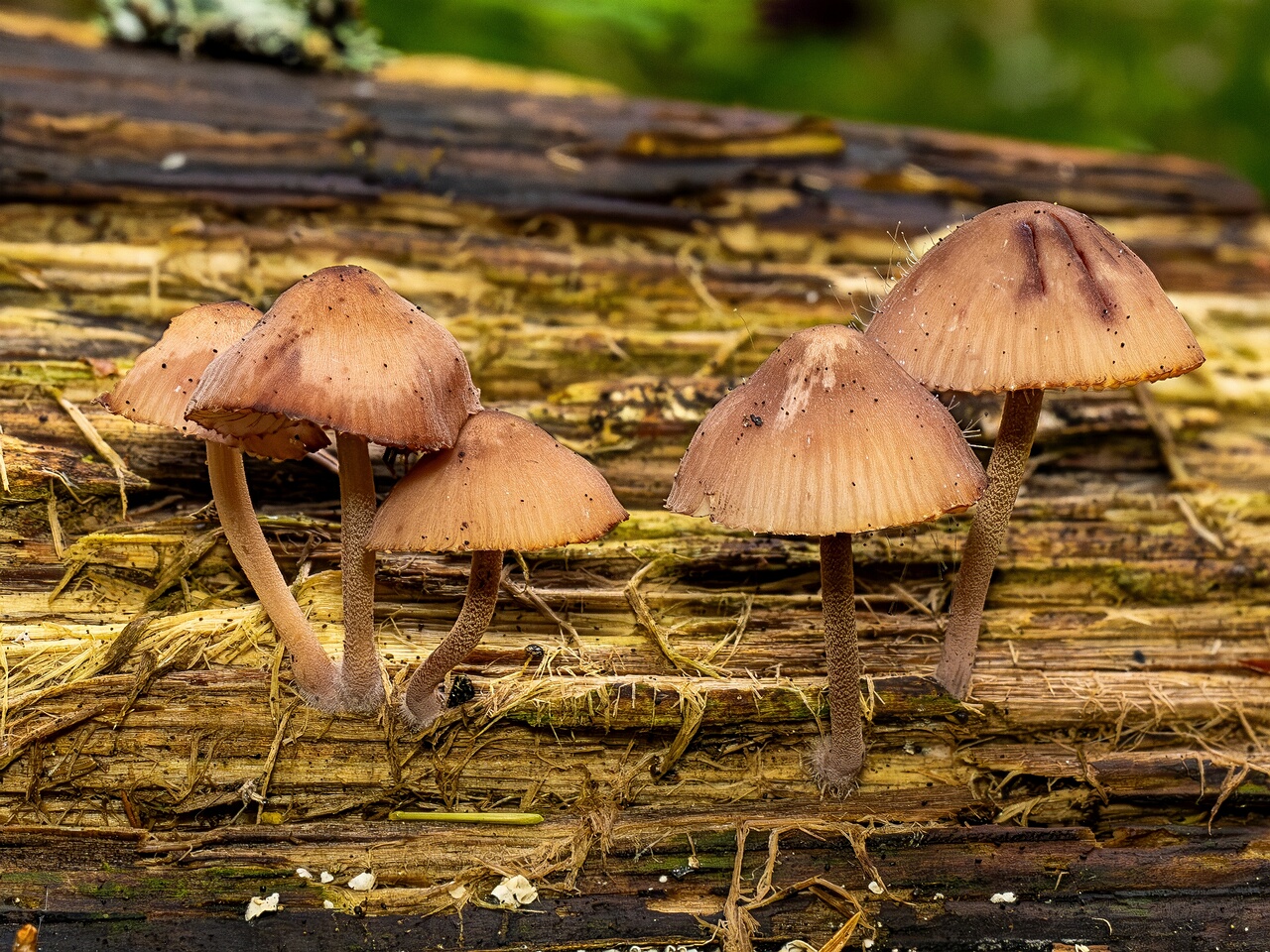 Mycena haematopus _2026-07-25_3