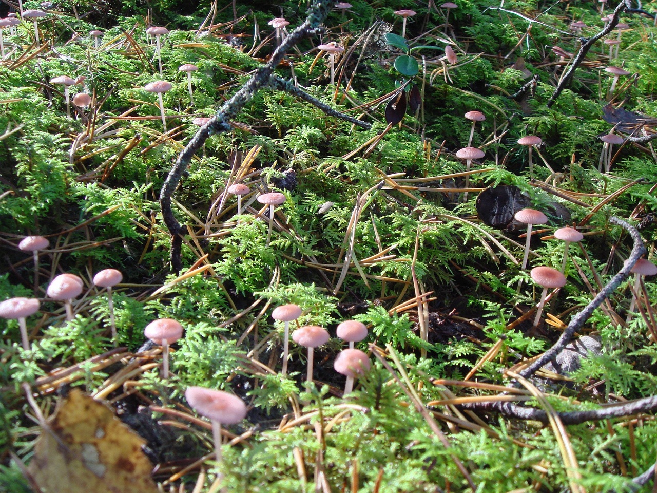 fungi-0004174