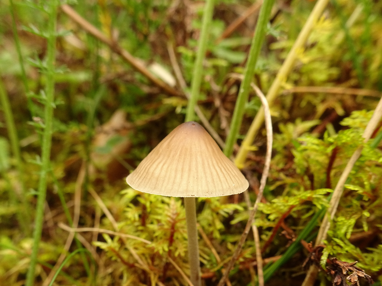DSC00710
