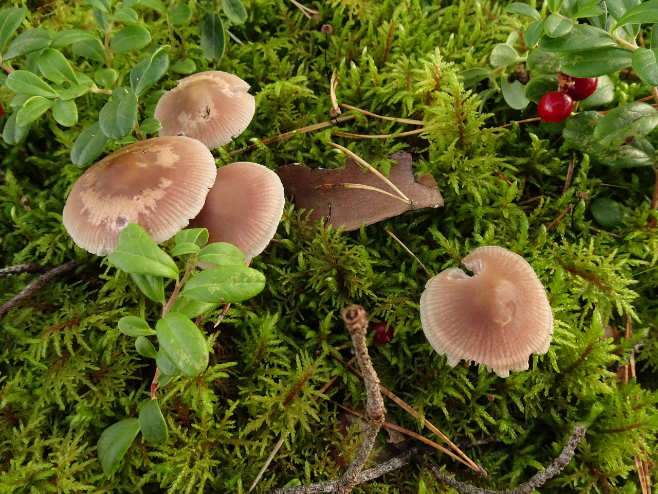 DSC00638
