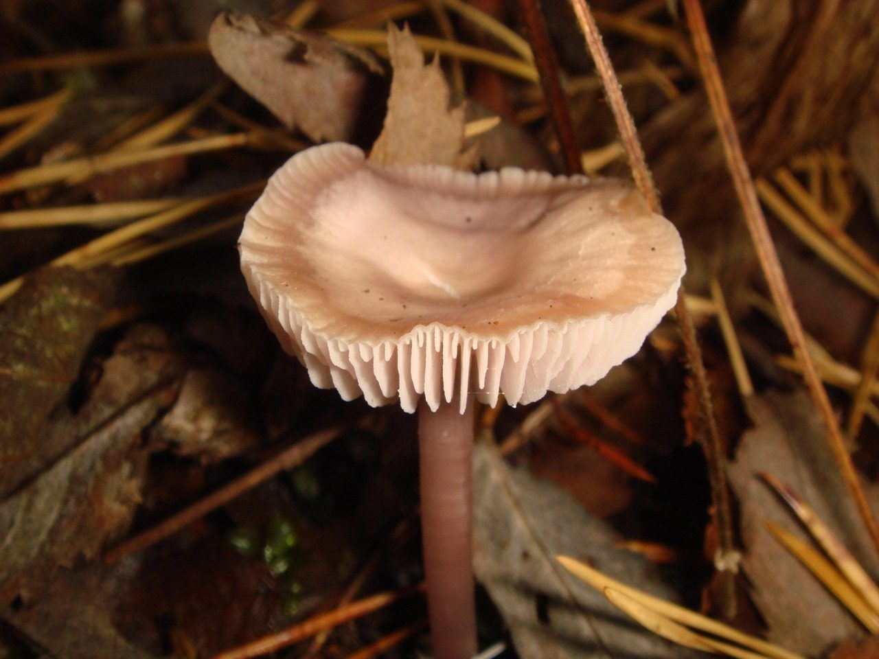 fungolore_01691_3992989302_o