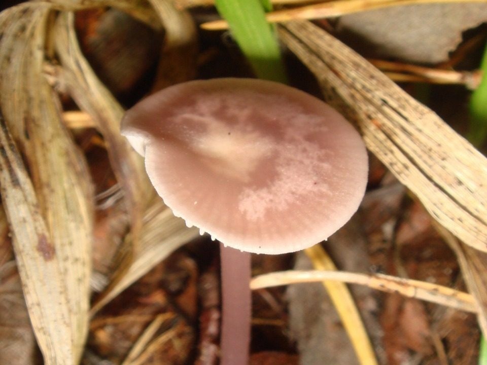 fungolore_01692_3992989352_o