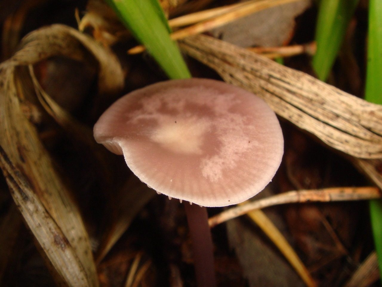 fungolore_01693_3992231539_o