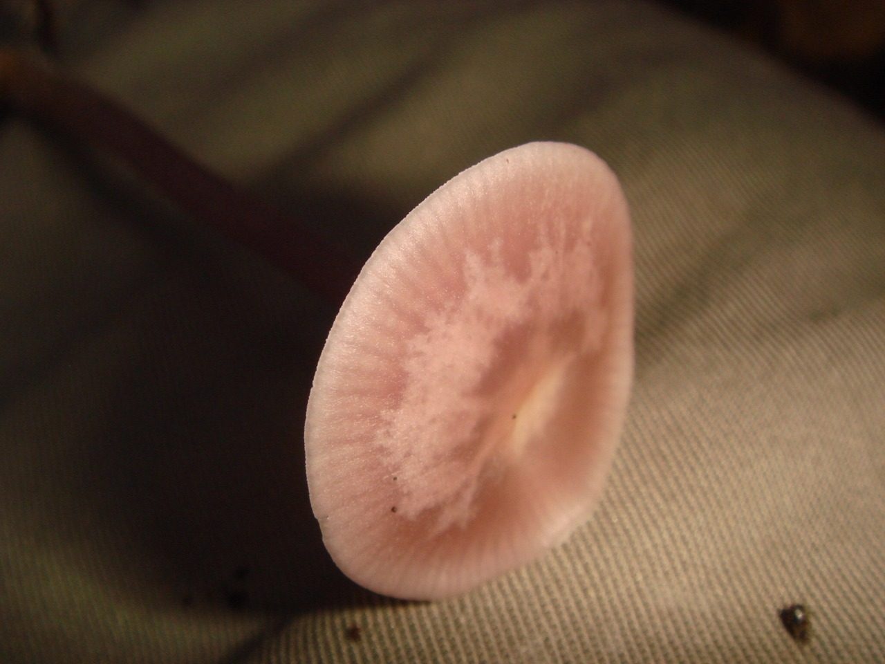 fungolore_01695_3992231151_o