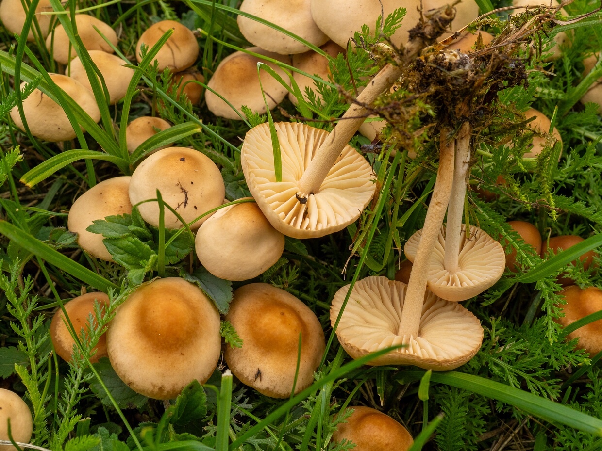 Marasmius oreades - Негниючник луговой - Scotch Bonnet - Masshroom Marasmius oreades, commonly known as the Scotch Bonnet or Fairy Ring Mushroom, is a small, gilled fungus renowned for...