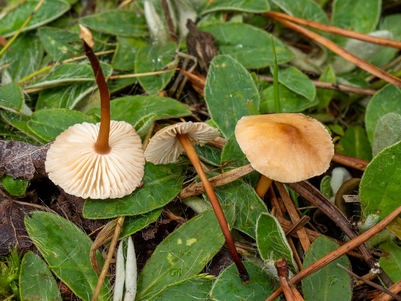 Mycetinis scorodonius _2026-07-04_1-8