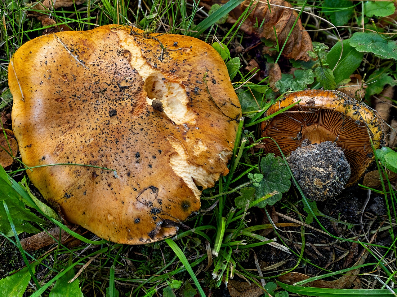 !Calonarius olearioides _2026-09-15_2-1